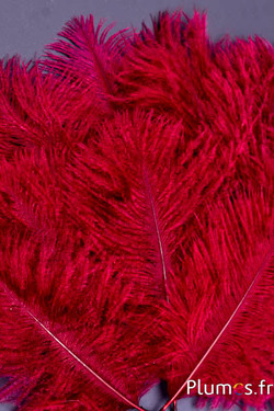 Struzzo barbules - 8-15 cm - rosso